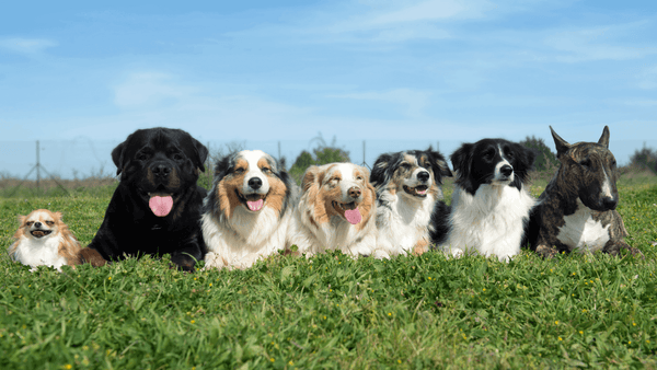Acht Hunde verschiedener Rassen sitzen nebeneinander auf einer Wiese