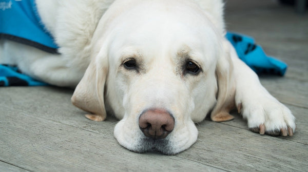 Ein Hund liegt sichtlich angeschlagen auf dem Boden. Leidet er an Durchfall?