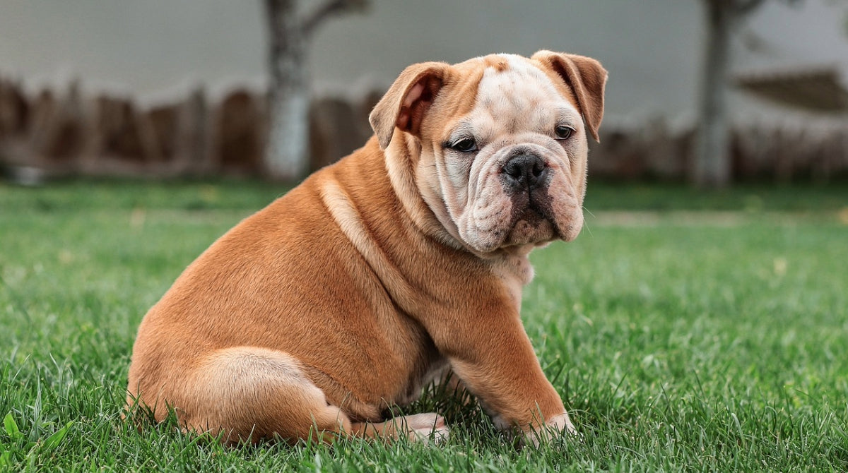 Französische Bulldogge auf dem Rasen