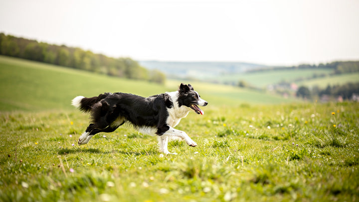 Border Collie: Alles über Haltung, Pflege und Erziehung – Border Collie Hunderasse | tradidog.ch