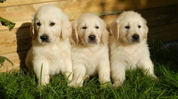 3 junge Hundwelpen sitzen nebeneinander im Gras